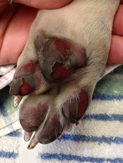 paw webbed dog feet vs non webbed paw webbed dog feet vs non webbed