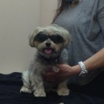 Teddy with Doggles On