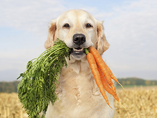 Dog-with-vegetables