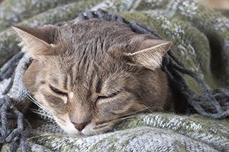 portrait home tabby gray cat resting in a blanket