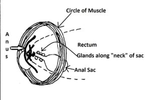 Anal Sac anatomy