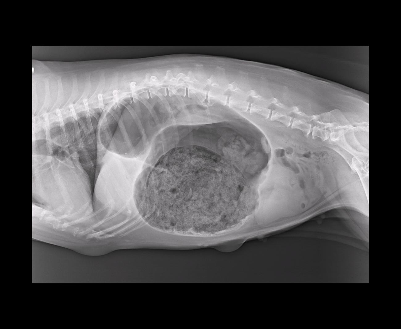 dog x ray stomach