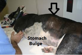 what can you do for a dog with a bloated stomach