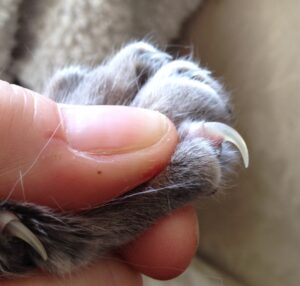 Normal shape of a cat's nail