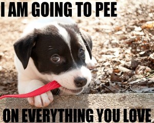 i-am-going-to-pee-on-everything-you-love-puppy
