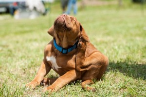 itchy-dog-in-grass