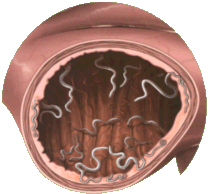 whipworms_in_cecum