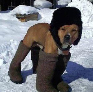 Not this kind of dog boot...